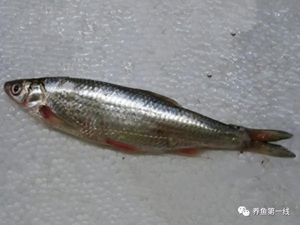 名副其实的小杂鱼—䱗子5种，原生观赏鱼—鳑鲏14种（小杂鱼有哪些种类）
