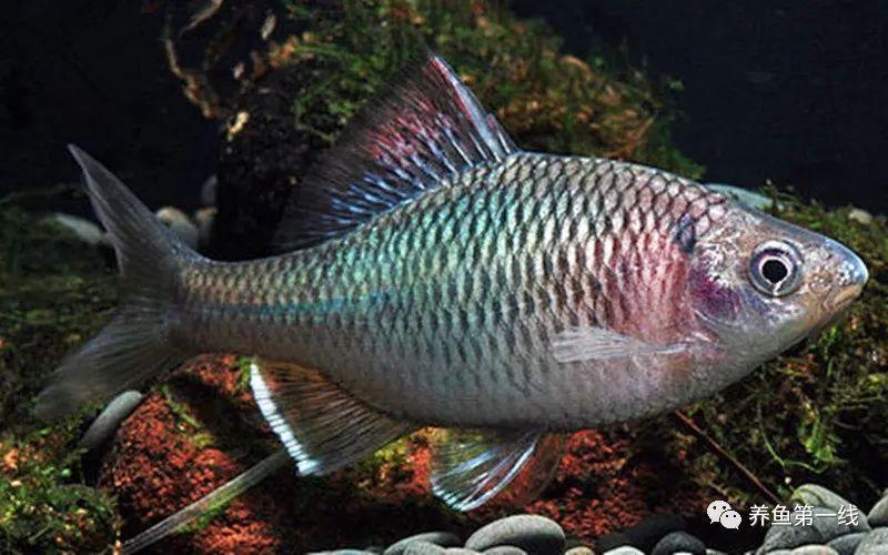 名副其实的小杂鱼—䱗子5种，原生观赏鱼—鳑鲏14种（小杂鱼有哪些种类）