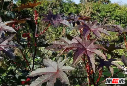 地球十大漂亮致命的植物 烟草被指定为心脏毒药