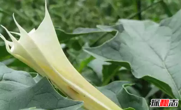 地球十大漂亮致命的植物 烟草被指定为心脏毒药