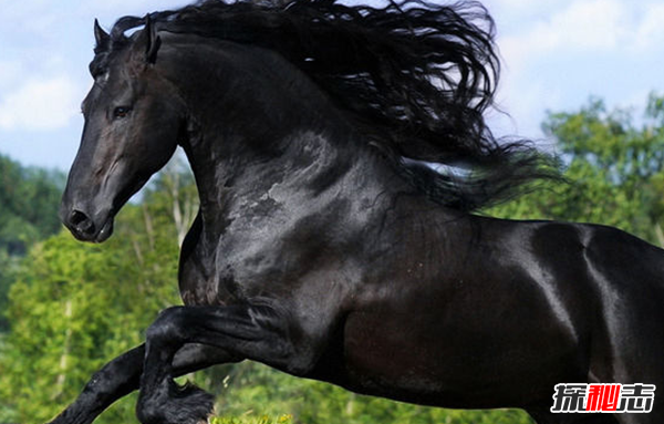 世界十大最受欢迎的马种 微型马寿命长达50年