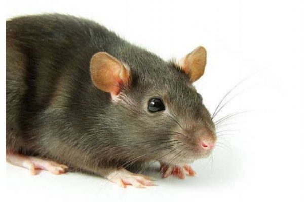 什么是鼠疫呢 鼠疫有什么危害呢