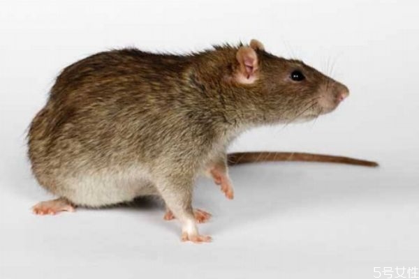 什么是鼠疫呢 鼠疫有什么危害呢