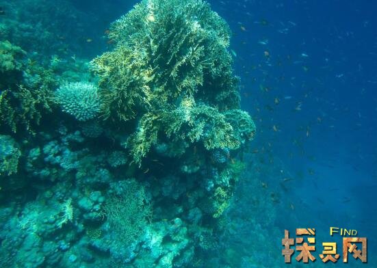 世界最大的海是什么海，珊瑚海总面积497万平方公里/水均深2400米