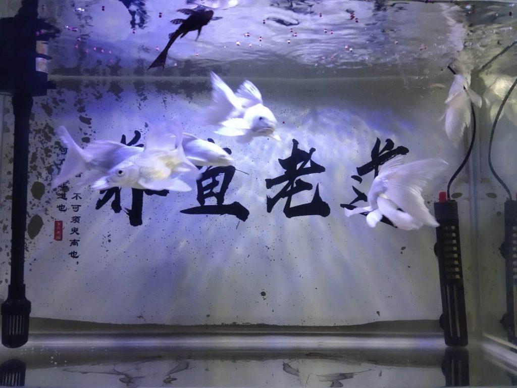 观赏鱼的鱼鳍破损、开叉、起痘，与寄生虫有关系吗？（鱼的鱼鳍破了会好吗?）