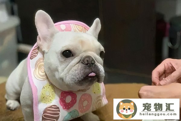 腊肠犬性格怎么样,腊肠狗优缺点分析(腊肠犬的缺点)