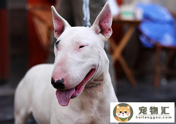 腊肠犬性格怎么样,腊肠狗优缺点分析(腊肠犬的缺点)