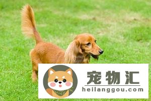 腊肠犬性格怎么样,腊肠狗优缺点分析(腊肠犬的缺点)