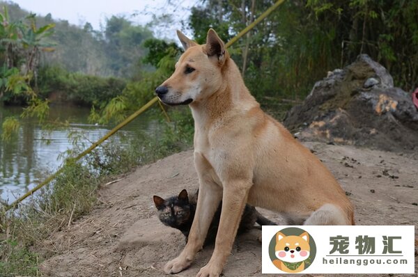 土狗寿命最长能活多久(土狗一般寿命多长)