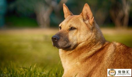 田园犬和土狗(田园犬和土狗在室内怎么喂养)