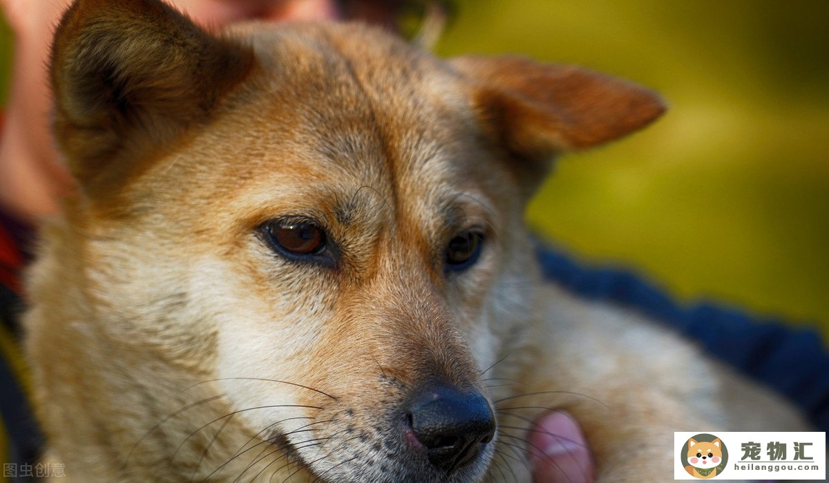 田园犬和土狗(田园犬和土狗在室内怎么喂养)