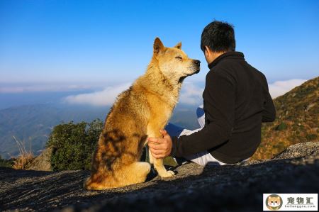 田园犬和土狗(田园犬和土狗在室内怎么喂养)