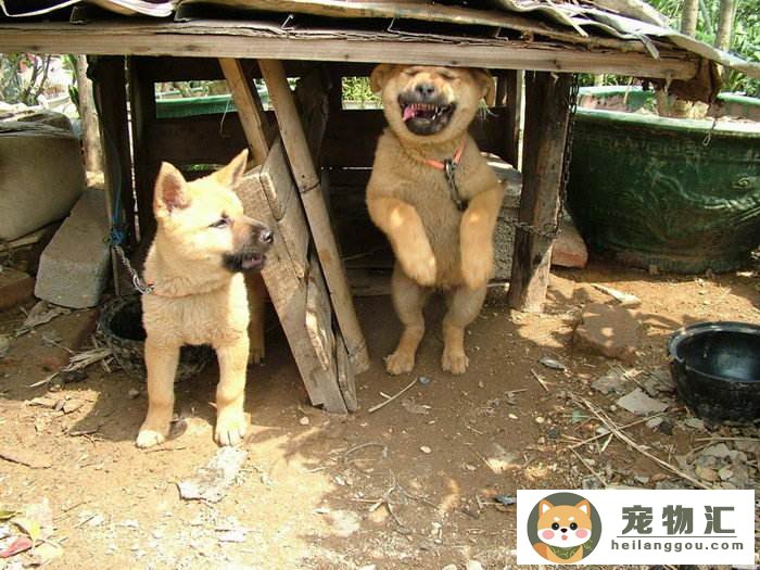 田园犬和土狗(田园犬和土狗在室内怎么喂养)