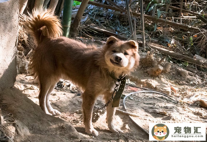 田园犬和土狗(田园犬和土狗在室内怎么喂养)