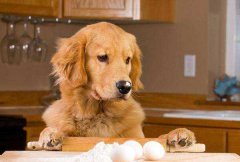 狗只能吃蛋黄不能吃蛋清？一篇文章告诉你鸡蛋到底该怎么喂？（狗能吃鸡蛋清还是蛋黄）