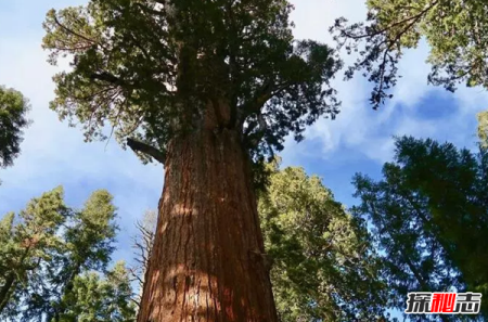 世界上生长最快的植物 第五仅4个月便和地球大小一样 四个