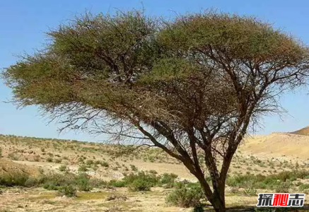 世界上生长最快的植物 第五仅4个月便和地球大小一样 四个