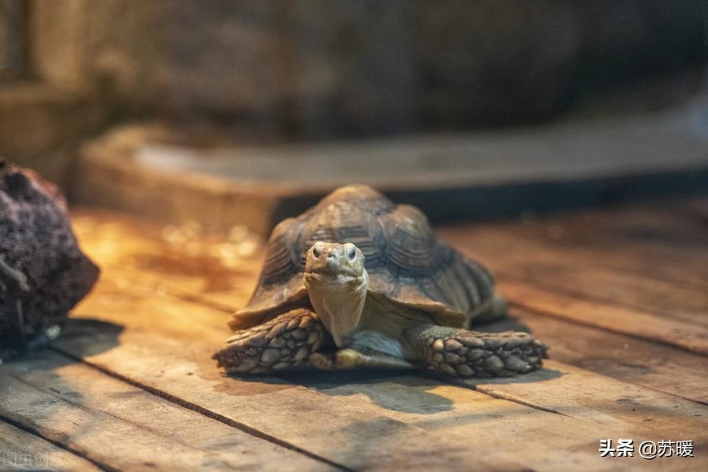 导致龟龟不吃东西的6种原因及解决办法（龟龟不吃东西是怎么回事）