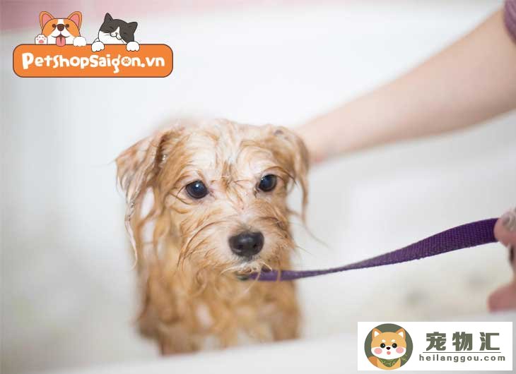 狗狗驱虫可以洗澡吗（如何给小狗体外驱虫及为什么要给你的狗驱虫）