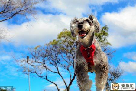 雪纳瑞品种狗价格(雪纳瑞幼犬价格)