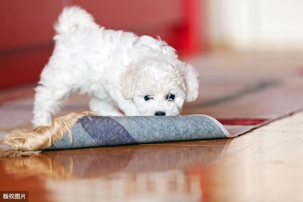 比熊得了狂犬病会有哪些迹象？宠主要隔离它