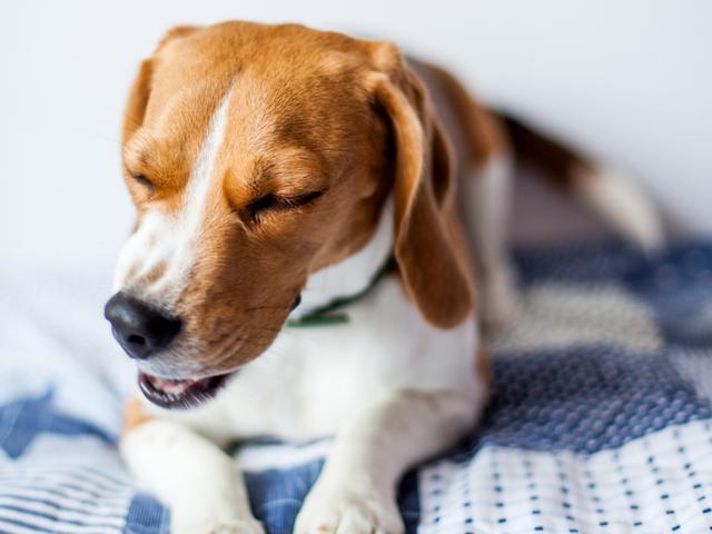 狗狗一直都在喘气是哮喘吗？怎样判断狗狗是否患哮喘呢？