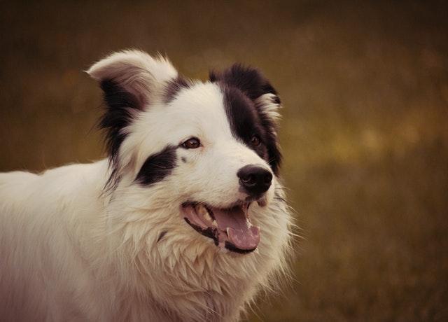 狗狗一直都在喘气是哮喘吗？怎样判断狗狗是否患哮喘呢？
