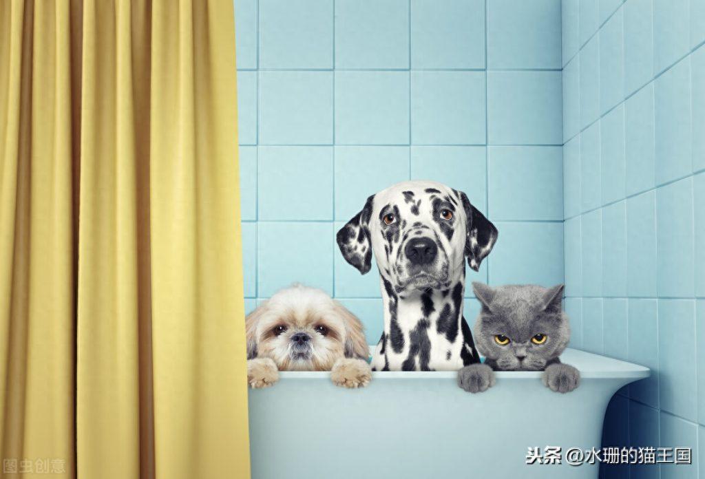 给猫洗澡特别难？这几种方法也可以猫咪做清洁，狗狗也适用哦（给宠物猫洗澡用什么洗比较好）