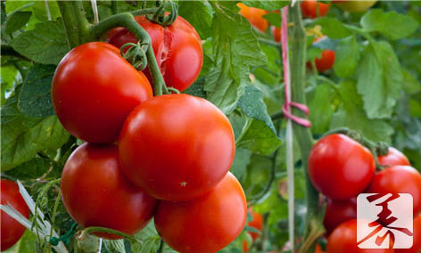 番茄有什么营养价值