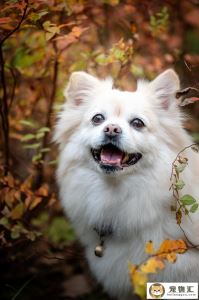 幼犬一顿大概吃多少狗粮(幼犬一餐吃多少颗狗粮)