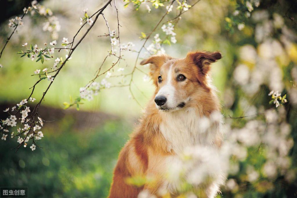 驱虫不成反中毒？犬伊维菌素中毒的案例