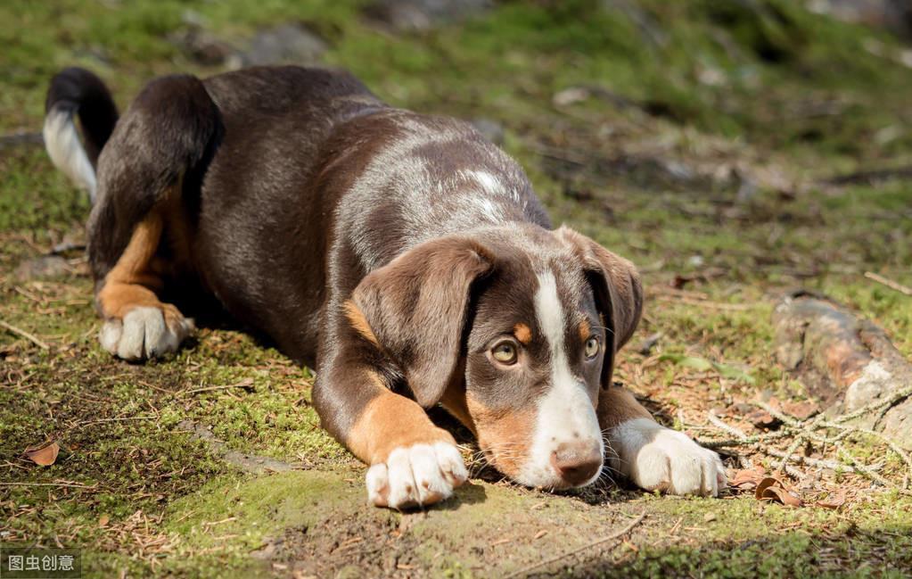 驱虫不成反中毒？犬伊维菌素中毒的案例