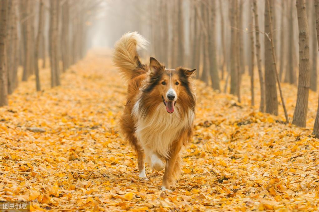 驱虫不成反中毒？犬伊维菌素中毒的案例