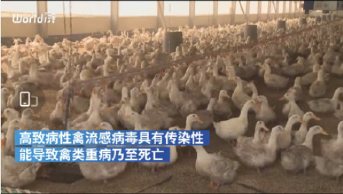 韩国扑杀440多万只家禽是怎么回事 禽流感应该如何预防