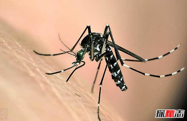 世界上最大的蚊子吃人 40多人因蚊子而丧生 传染性强