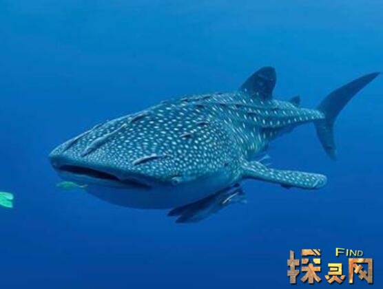 盘点世界上最大的鱼，鲸鲨体长20米重12.5万公斤