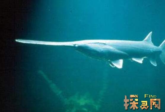 盘点世界上最大的鱼，鲸鲨体长20米重12.5万公斤