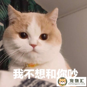 各种猫的寿命最短排名(盘点那些寿命最短的猫)