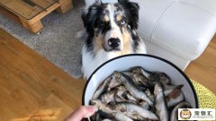 狗能吃海鲜么（大狗和主人吃好吃的海鲜）
