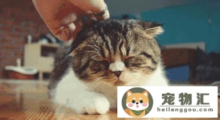 猫咪睡觉打呼噜是什么原因(猫咪睡觉打呼噜说明什么)