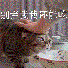 猫咪肚子硬硬的怎么办（哪些原因导致猫肚子圆鼓鼓的）