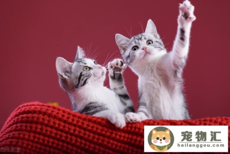 哪些猫适合新手养十种最适合新手养的猫!(哪种猫最好养新手最容易养的十种猫)