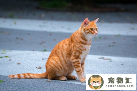 哪些猫适合新手养十种最适合新手养的猫!(哪种猫最好养新手最容易养的十种猫)