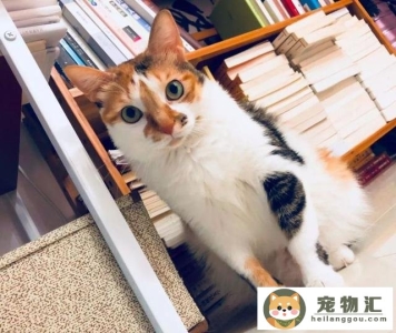 哪些猫适合新手养十种最适合新手养的猫!(哪种猫最好养新手最容易养的十种猫)