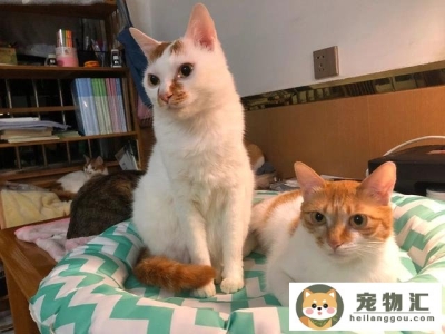 哪些猫适合新手养十种最适合新手养的猫!(哪种猫最好养新手最容易养的十种猫)