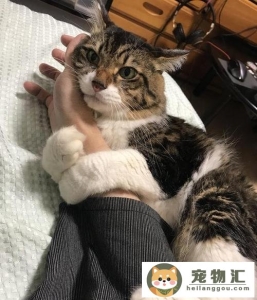 养猫会有什么危害(养猫有危害吗)