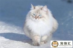 西伯利亚猫流泪是什么原因 怎么处理
