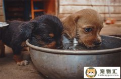 狗狗什么病会引起大量喝水 多饮多尿怎么回事