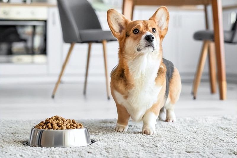 错误的喂饭方式可能给狗狗带来负担！绝对不能给狗吃的6个“喂饭方法”