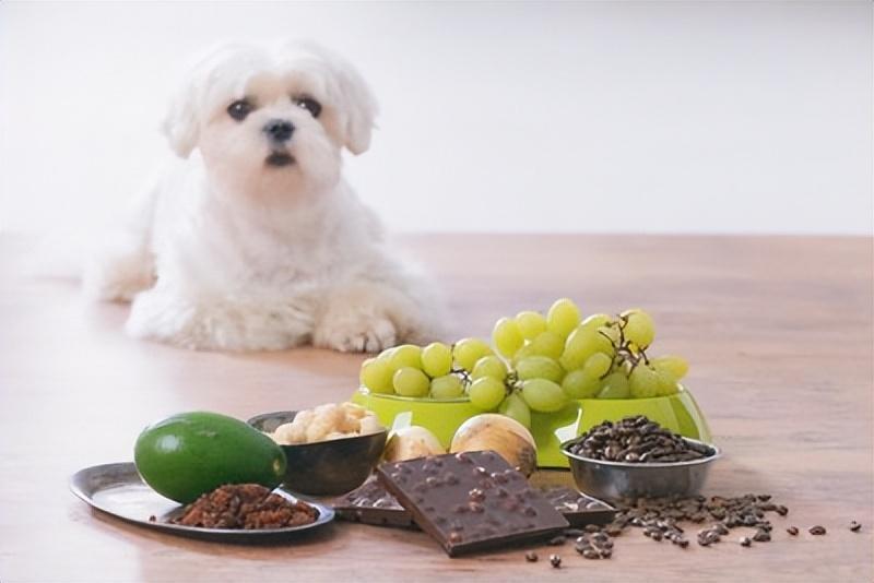 错误的喂饭方式可能给狗狗带来负担！绝对不能给狗吃的6个“喂饭方法”